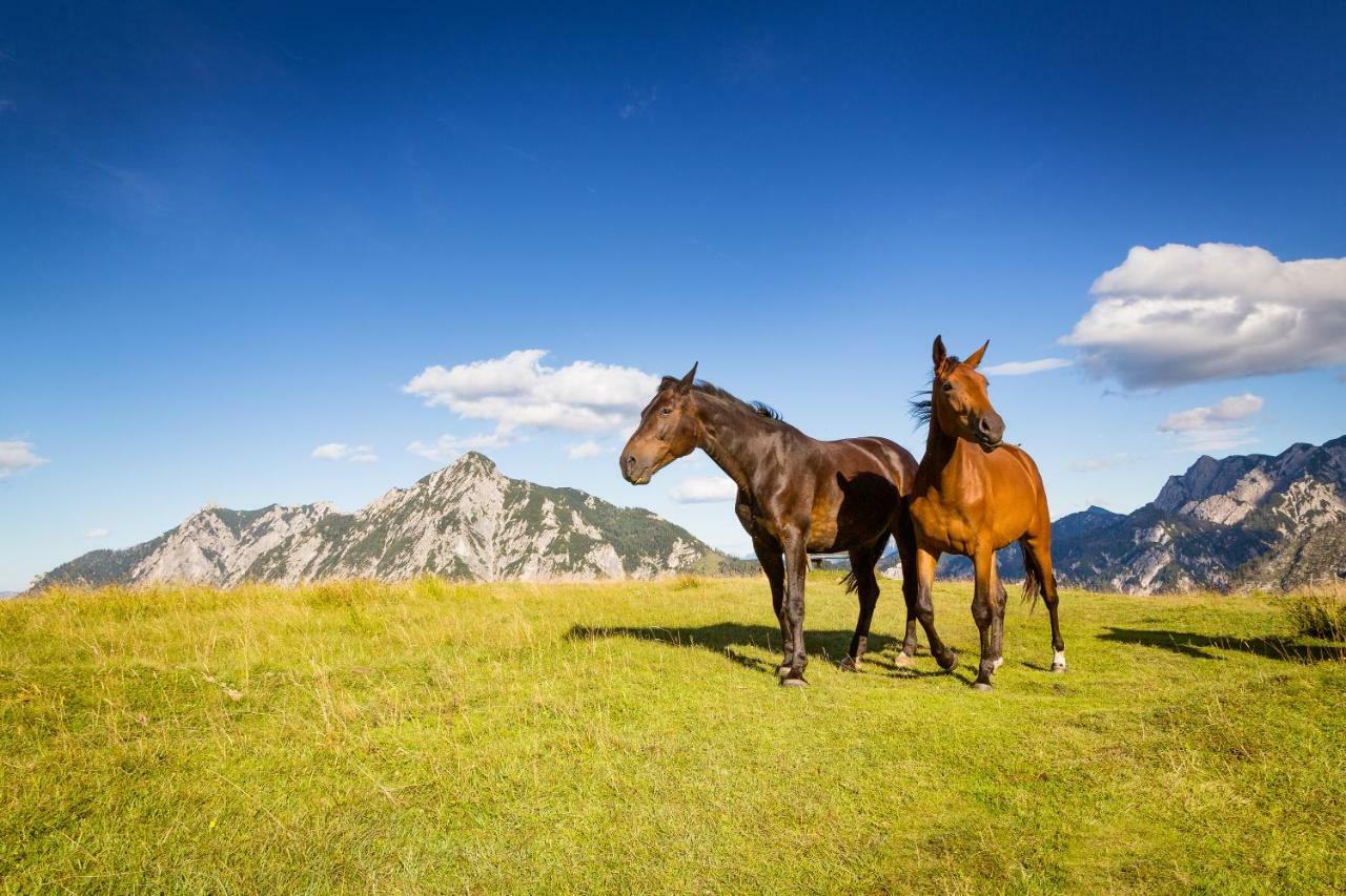 Vila Almhaus Alpenrose Postalm Seidegg Exteriér fotografie